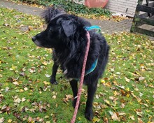 LILITH, Hund, Mischlingshund in Aerzen