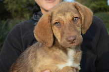 ELISA, Hund, Segugio Italiano-Mix in Italien