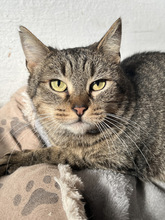 ELLIE, Katze, Europäisch Kurzhaar in Ungarn
