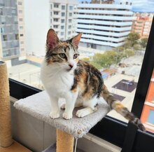 LULU, Katze, Europäisch Kurzhaar in Haar