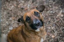 VANILLA, Hund, Mischlingshund in Kroatien