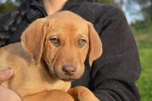 ELIAS, Hund, Segugio Italiano-Mix in Italien