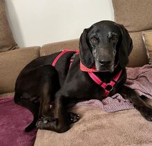 NERO, Hund, Segugio Italiano-Mix in Heroldsberg