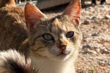 LOTTI, Katze, Hauskatze in Kroatien