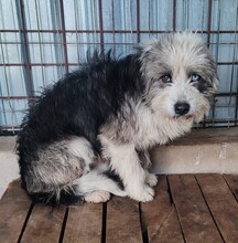 PEPPER, Hund, Mischlingshund in Rumänien