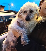 RITA, Hund, Mischlingshund in Rumänien