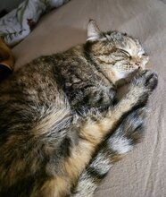 MARGARETE, Katze, Europäisch Kurzhaar in München