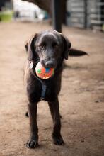 MILANA, Hund, Mischlingshund in Hagen