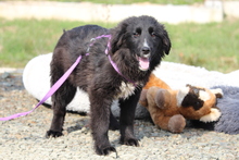 EYMINA, Hund, Mischlingshund in Hagen