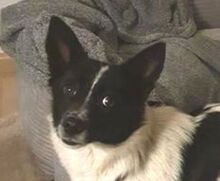 HOSHI, Hund, Mischlingshund in Neckargemünd
