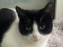 DAKOTA, Katze, Europäisch Kurzhaar in Rumänien