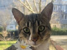 PAULCHEN, Katze, Europäisch Kurzhaar in Rumänien