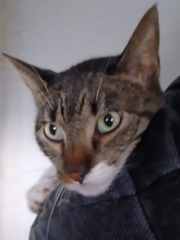 SISSY, Katze, Europäisch Kurzhaar in Pulheim
