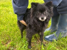 GRACE, Hund, Mischlingshund in Falkensee