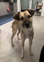 ELLIE, Hund, Mischlingshund in Kolbermoor