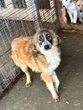 JOANA, Hund, Mischlingshund in Lauf