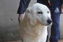 ROSVIELLE, Hund, Maremmano Mischling in Italien