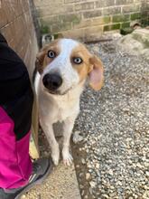 ZOE, Hund, Mischlingshund in Italien