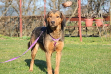 CARA, Hund, Mischlingshund in Hagen