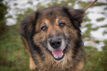 WILLEM, Hund, Mischlingshund in Kroatien