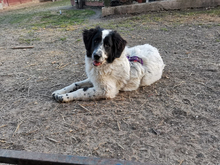 LENNY, Hund, Maremma Abruzzenhund-Mix in Rottenburg