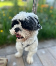ALVIN, Hund, Mischlingshund in Rosenfeld