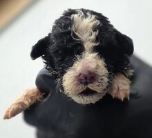 DANIEL, Hund, Mischlingshund in Rumänien