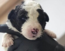 DURIN, Hund, Mischlingshund in Rumänien