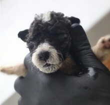 DAIKI, Hund, Mischlingshund in Rumänien