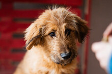VJETAR, Hund, Barak-Mix in Kroatien