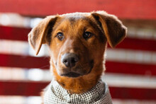 PETAR, Hund, Barak-Mix in Kroatien