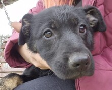 ESTHER, Hund, Mischlingshund in Rumänien
