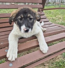 ELOISE, Hund, Mischlingshund in Rumänien