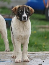 ELISA, Hund, Mischlingshund in Rumänien