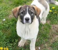 ELISA, Hund, Mischlingshund in Gößweinstein