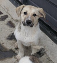 ELARA, Hund, Mischlingshund in Baiersdorf