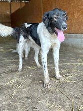 FIETE, Hund, Mischlingshund in Rumänien