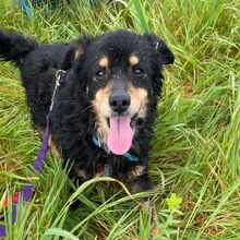XANDER, Hund, Mischlingshund in Grenzach-Wyhlen