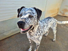 URSUS, Hund, Mischlingshund in Italien