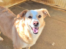 HELENA, Hund, Mischlingshund in Italien