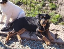 GEO, Hund, Mischlingshund in Rumänien