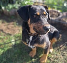 GEO, Hund, Mischlingshund in Dorsten