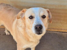 HILDA, Hund, Mischlingshund in Italien