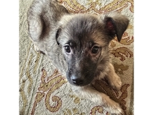 MAIKI, Hund, Mischlingshund in Lemgo