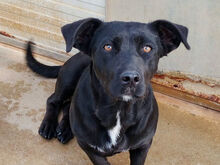 HAPPY, Hund, Mischlingshund in Italien