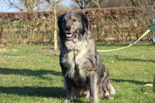 SAM, Hund, Mischlingshund in Hagen