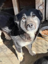 JAXX, Hund, Mischlingshund in Nürnberg