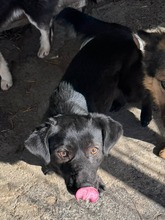 VASKO, Hund, Mischlingshund in Kalchreuth