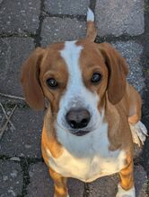 EMMO, Hund, Mischlingshund in Brieselang