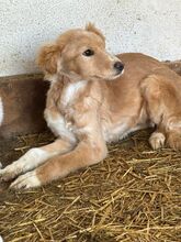 KIMMY, Hund, Mischlingshund in Rumänien